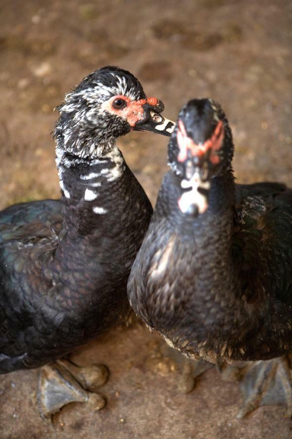 Turisme Rural Ca L,Anguila Konuk evi Peratallada Dış mekan fotoğraf