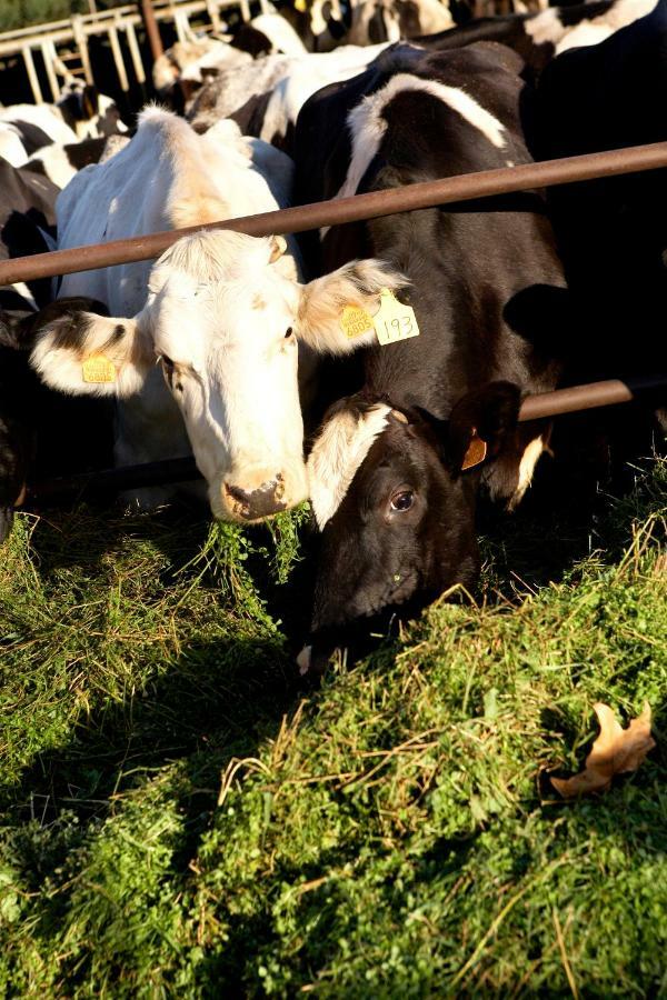 Turisme Rural Ca L,Anguila Konuk evi Peratallada Dış mekan fotoğraf