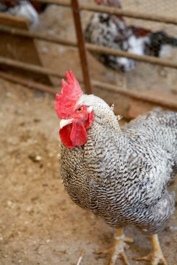 Turisme Rural Ca L,Anguila Konuk evi Peratallada Dış mekan fotoğraf
