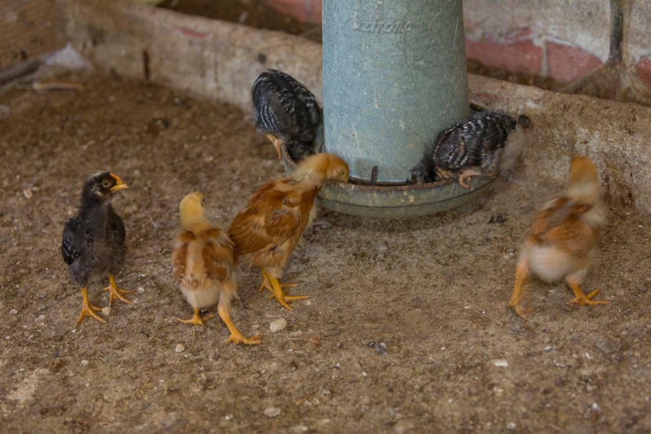 Turisme Rural Ca L,Anguila Konuk evi Peratallada Dış mekan fotoğraf