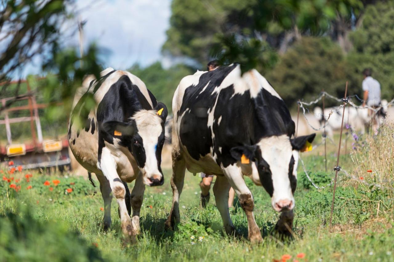 Turisme Rural Ca L,Anguila Konuk evi Peratallada Dış mekan fotoğraf