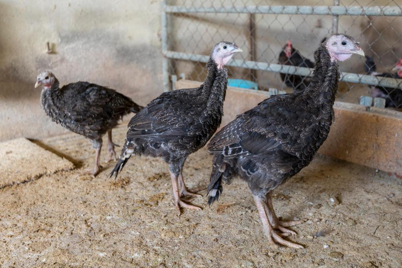Turisme Rural Ca L,Anguila Konuk evi Peratallada Dış mekan fotoğraf